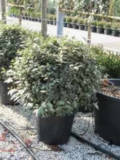 Olijfwilg Als Bol (Elaeagnus Ebbingei 'Compacta') -Goedkope DirectPlant winkel elaeagnus ebbingei bol 70 cm 1