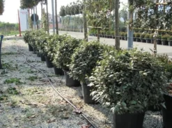 Olijfwilg Als Bol (Elaeagnus Ebbingei 'Compacta') -Goedkope DirectPlant winkel elaeagnus ebbingei bol 70 cm 2 1