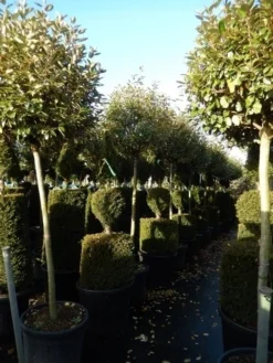 Olijfwilg Op Stam (Elaeagnus Ebbingei) -Goedkope DirectPlant winkel elaeagnus ebbingei halfstam