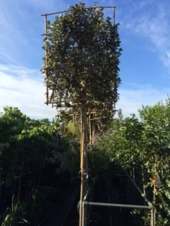 Olijfwilg Als Leiboom (Elaeagnus Ebbingei) -Goedkope DirectPlant winkel elaeagnus ebbingei leivorm 8 10cm 2