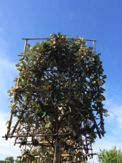 Olijfwilg Als Leiboom (Elaeagnus Ebbingei) -Goedkope DirectPlant winkel elaeagnus ebbingei leivorm 8 10cm 3