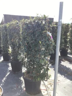 Olijfwilg Als Leivorm (Elaeagnus Ebbingei) -Goedkope DirectPlant winkel elaeagnus ebbingei leivorm c45