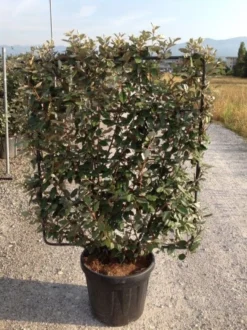 Olijfwilg Als Leivorm (Elaeagnus Ebbingei) 15 Olijfwilg Als Leivorm (Elaeagnus Ebbingei) -Goedkope DirectPlant winkel elaeagnus ebbingei leivorm c45 1 1