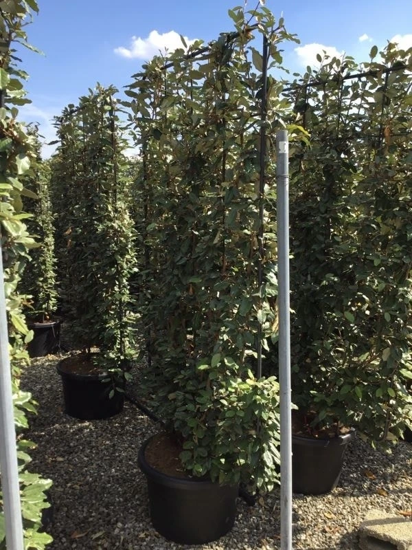 Olijfwilg Als Leivorm (Elaeagnus Ebbingei) 2 Olijfwilg Als Leivorm (Elaeagnus Ebbingei) - Afbeelding 2