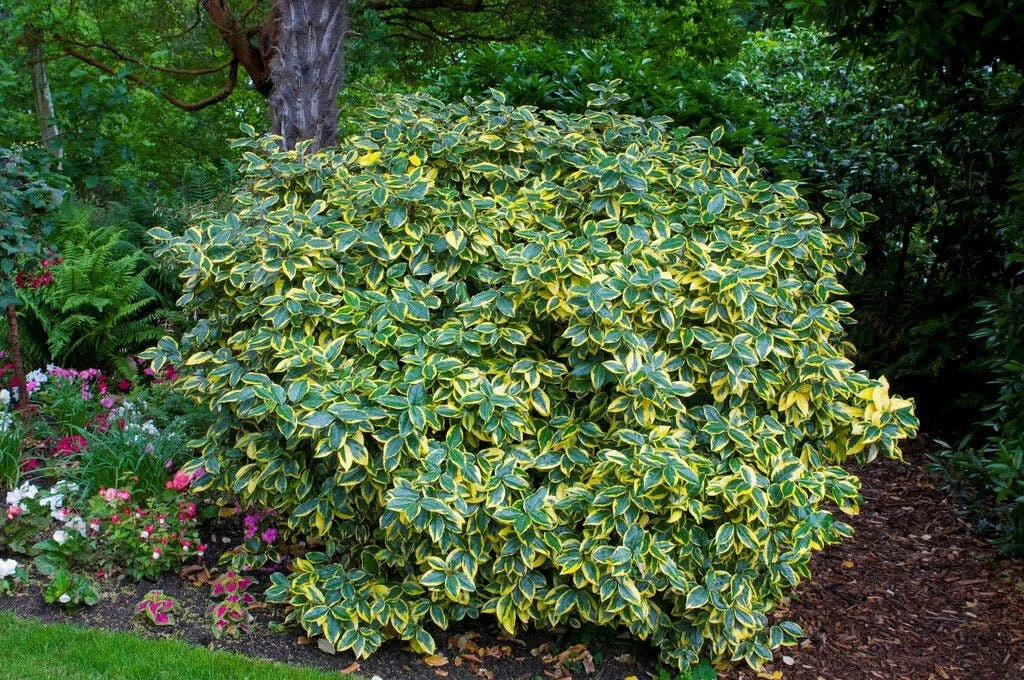 Olijfwilg (Elaeagnus Ebbingei 'Viveleg') 1 Olijfwilg (Elaeagnus Ebbingei 'Viveleg')