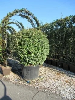Olijfwilg Als Bol (Elaeagnus Ebbingei 'Compacta') -Goedkope DirectPlant winkel eleagnus ebbingei bol 110 cm 1