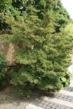 Pronkklokje (Enkianthus Campanulatus) -Goedkope DirectPlant winkel enkianthus campanulatus