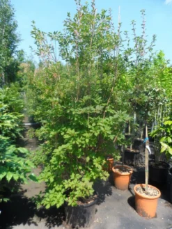 Pronkklokje (Enkianthus Campanulatus) -Goedkope DirectPlant winkel enkianthus campanulatus 150 175 200