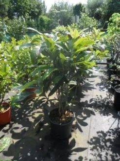 Japanse Mispel (Eriobotrya Japonica) -Goedkope DirectPlant winkel eriobotrya japonica 80 100 125 c35 1