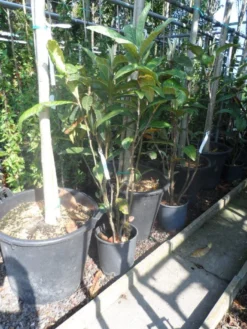 Japanse Mispel (Eriobotrya Japonica) -Goedkope DirectPlant winkel eriobotrya japonica c10
