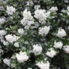 Escallonia (Escallonia 'Iveyi')