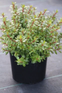 Escallonia (Escallonia 'Red Dream') -Goedkope DirectPlant winkel escallonia red dream 1