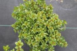 Escallonia (Escallonia 'Red Dream') -Goedkope DirectPlant winkel escallonia red dream 2