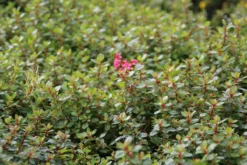 Escallonia (Escallonia 'Red Dream') -Goedkope DirectPlant winkel escallonia red dream 3