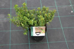 Escallonia (Escallonia 'Red Dream') -Goedkope DirectPlant winkel escallonia red dream 6