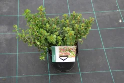 Escallonia (Escallonia 'Red Dream') -Goedkope DirectPlant winkel escallonia red dream 7
