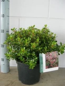 Escallonia (Escallonia 'Red Dream') -Goedkope DirectPlant winkel escallonia red dream c3 21 07 2015
