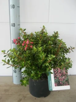 Escallonia (Escallonia 'Red Dream') -Goedkope DirectPlant winkel escalonia red dream c3 20 08 2017