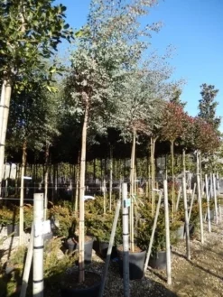Eucalyptus Als Boom (Eucalyptus Gunnii) -Goedkope DirectPlant winkel eucalypthus gunii 10 12