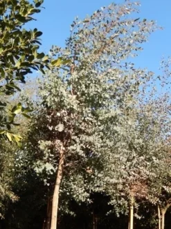 Eucalyptus Als Boom (Eucalyptus Gunnii) -Goedkope DirectPlant winkel eucalypthus gunii 10 12 2
