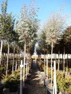 Eucalyptus Als Boom (Eucalyptus Gunnii)