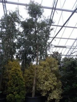 Eucalyptus Als Boom (Eucalyptus Gunnii) -Goedkope DirectPlant winkel eucalyptus