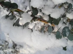 Winterharde Eucalyptus (Eucalyptus Gunnii 'Azura') -Goedkope DirectPlant winkel eucalyptus azura hardy