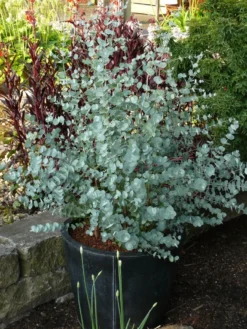 Winterharde Eucalyptus (Eucalyptus Gunnii 'Azura') -Goedkope DirectPlant winkel eucalyptus azura toepassing kopie