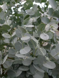 Winterharde Eucalyptus (Eucalyptus Gunnii 'Azura')