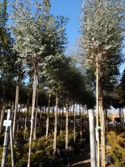 Eucalyptus Als Boom (Eucalyptus Gunnii) -Goedkope DirectPlant winkel eucalyptus gunnii 12 14
