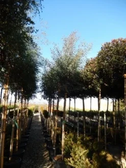 Eucalyptus Als Boom (Eucalyptus Gunnii) -Goedkope DirectPlant winkel eucalyptus gunnii 12 14 2