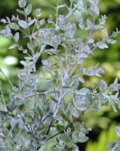 Eucalyptus Als Boom (Eucalyptus Gunnii) -Goedkope DirectPlant winkel eucalyptus gunnii 2