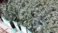 Winterharde Eucalyptus (Eucalyptus Gunnii 'Azura') -Goedkope DirectPlant winkel eucalyptusazura01