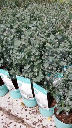 Winterharde Eucalyptus (Eucalyptus Gunnii 'Azura') -Goedkope DirectPlant winkel eucalyptusazura02