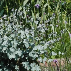 Eucalyptus Als Boom (Eucalyptus Gunnii) -Goedkope DirectPlant winkel eugunnii 8