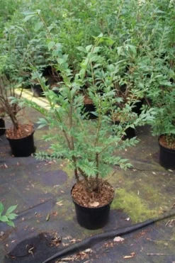 Kardinaalshoed (Euonymus Alatus) 21 Kardinaalshoed (Euonymus Alatus) -Goedkope DirectPlant winkel euonymus alatus 1