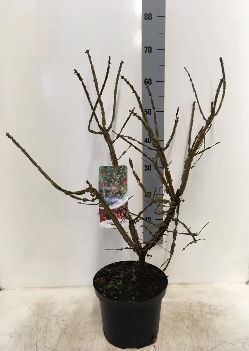 Kardinaalshoed (Euonymus Alatus) 11 Kardinaalshoed (Euonymus Alatus) - Afbeelding 11