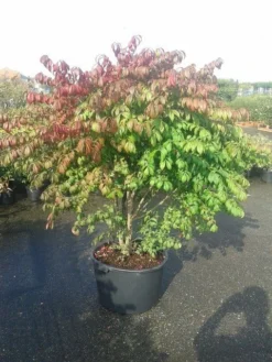 Kardinaalshoed (Euonymus Alatus 'Compactus') -Goedkope DirectPlant winkel euonymus alatus compactus