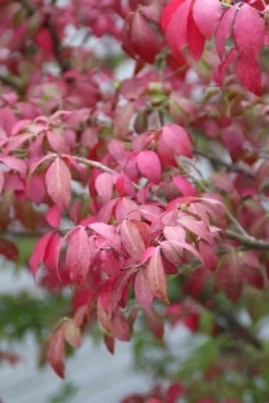 Kardinaalshoed (Euonymus Alatus 'Compactus') -Goedkope DirectPlant winkel euonymus alatus compactus 1
