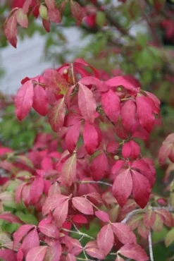 Kardinaalshoed (Euonymus Alatus 'Compactus') -Goedkope DirectPlant winkel euonymus alatus compactus 2