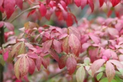 Kardinaalshoed (Euonymus Alatus 'Compactus') -Goedkope DirectPlant winkel euonymus alatus compactus 3