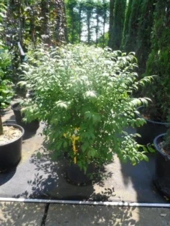 Kardinaalshoed (Euonymus Alatus 'Compactus') -Goedkope DirectPlant winkel euonymus alatus compactus 80 100 c18