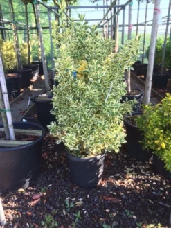 Kardinaalshoed (Euonymus Japonicus 'Bravo') -Goedkope DirectPlant winkel euonymus japonica bravo 80100