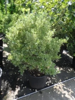Kardinaalsmuts (Euonymus Japonicus 'Albomarginatus') -Goedkope DirectPlant winkel euonymus japonicus albomarginatus 100 125 c50 1