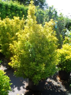 Kardinaalshoed Als Meeneemhaag (Euonymus Japonicus 'Aureus) -Goedkope DirectPlant winkel euonymus japonicus aureus 150 175