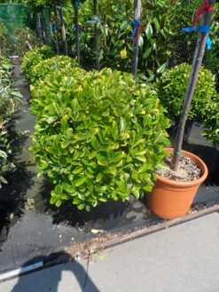 Kardinaalshoed Als Meeneemhaag (Euonymus Japonicus 'Aureus) -Goedkope DirectPlant winkel euonymus japonicus aureus bol 40 50 60 1