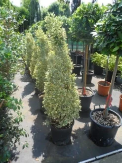Kardinaalshoed Als Pyramide (Euonymus Japonicus 'Bravo') -Goedkope DirectPlant winkel euonymus japonicus bravo 100 120 140 c25 kegel