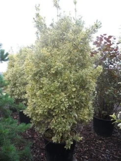 Kardinaalshoed (Euonymus Japonicus 'Bravo') -Goedkope DirectPlant winkel euonymus japonicus bravo 200 250 c150