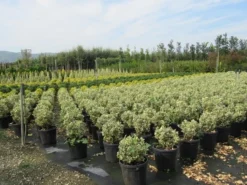 Kardinaalshoed Als Bol (Euonymus Japonicus 'Bravo') -Goedkope DirectPlant winkel euonymus japonicus bravo 2 1