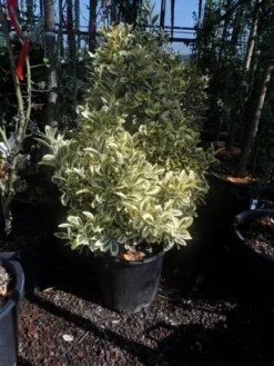 Kardinaalshoed (Euonymus Japonicus 'Bravo') -Goedkope DirectPlant winkel euonymus japonicus bravo 60 80 c25